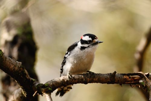 Free Captivating image of a Downy Woodpecker perched on a branch in Ontario. Stock Photo