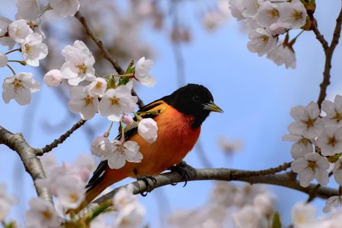 Free Baltimore oriole perched on cherry blossom branch in spring, Ontario. Stock Photo