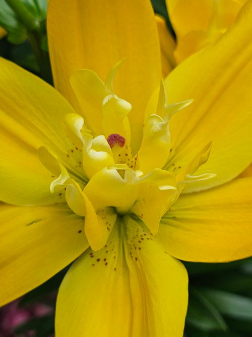 Free Detailed macro shot of a bright yellow lily flower in full bloom. Stock Photo