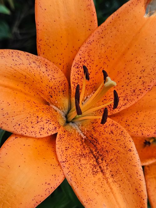 Free Detailed close-up of a blooming orange lily flower, showcasing its natural beauty. Stock Photo