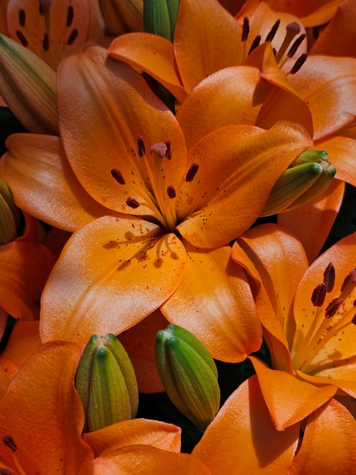 Free Close-up of vibrant orange lilies with detailed petals, creating a vivid floral display. Stock Photo
