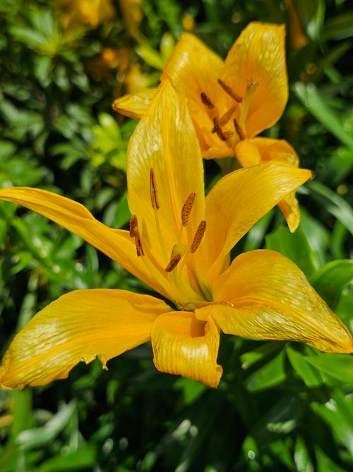 Free Close-up of a vibrant yellow lily blooming in sunlight with lush green foliage. Stock Photo