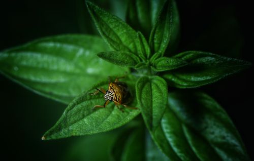 Free Close-up macro photography highlighting a soldier bug on a vibrant green plant leaf. Perfect for nature and wildlife themes. Stock Photo