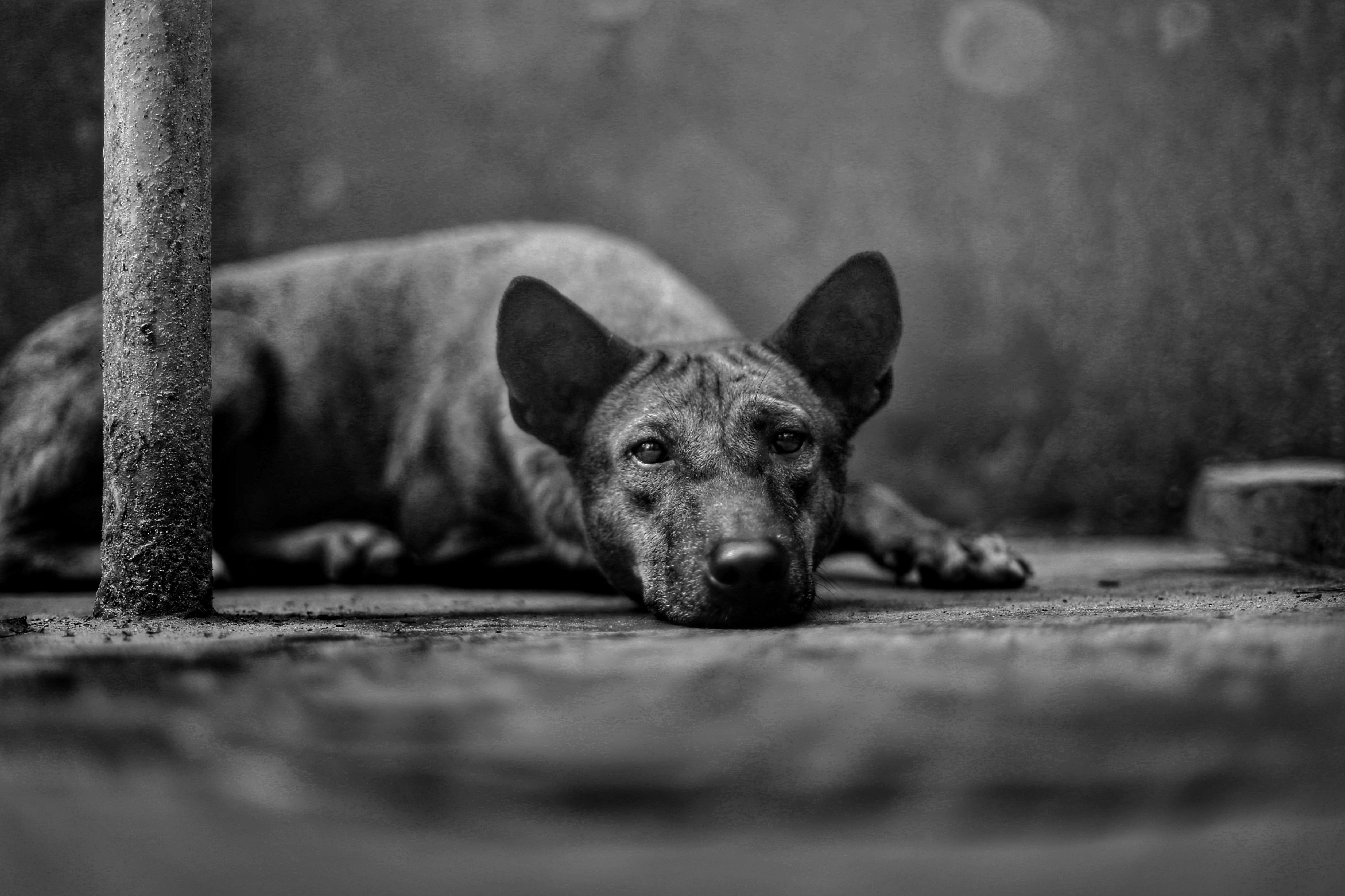 Portrait of a dog at a veterinary clinic