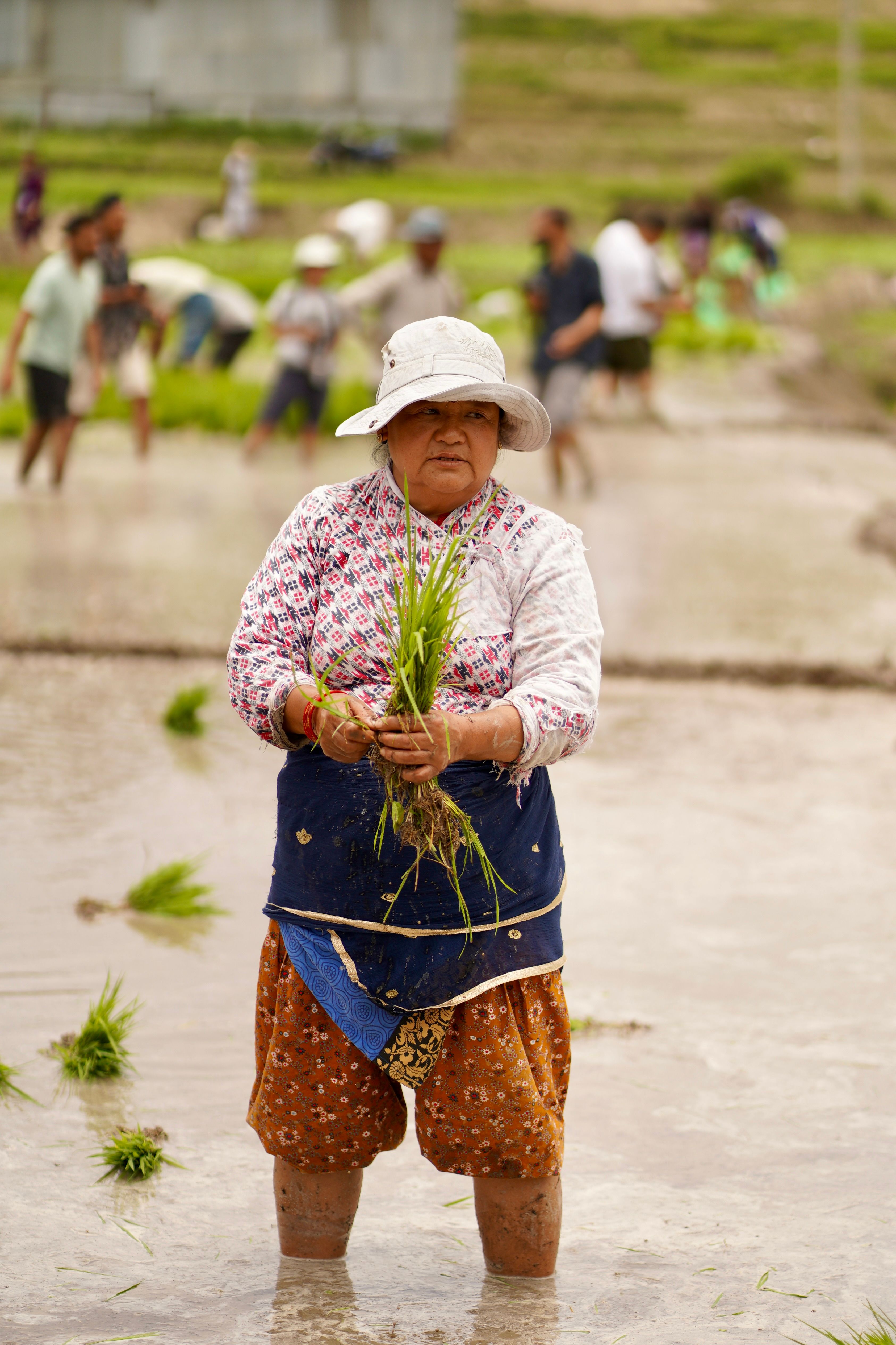 Child Planting Rice Seedlings in Muddy Field · Free Stock Photo