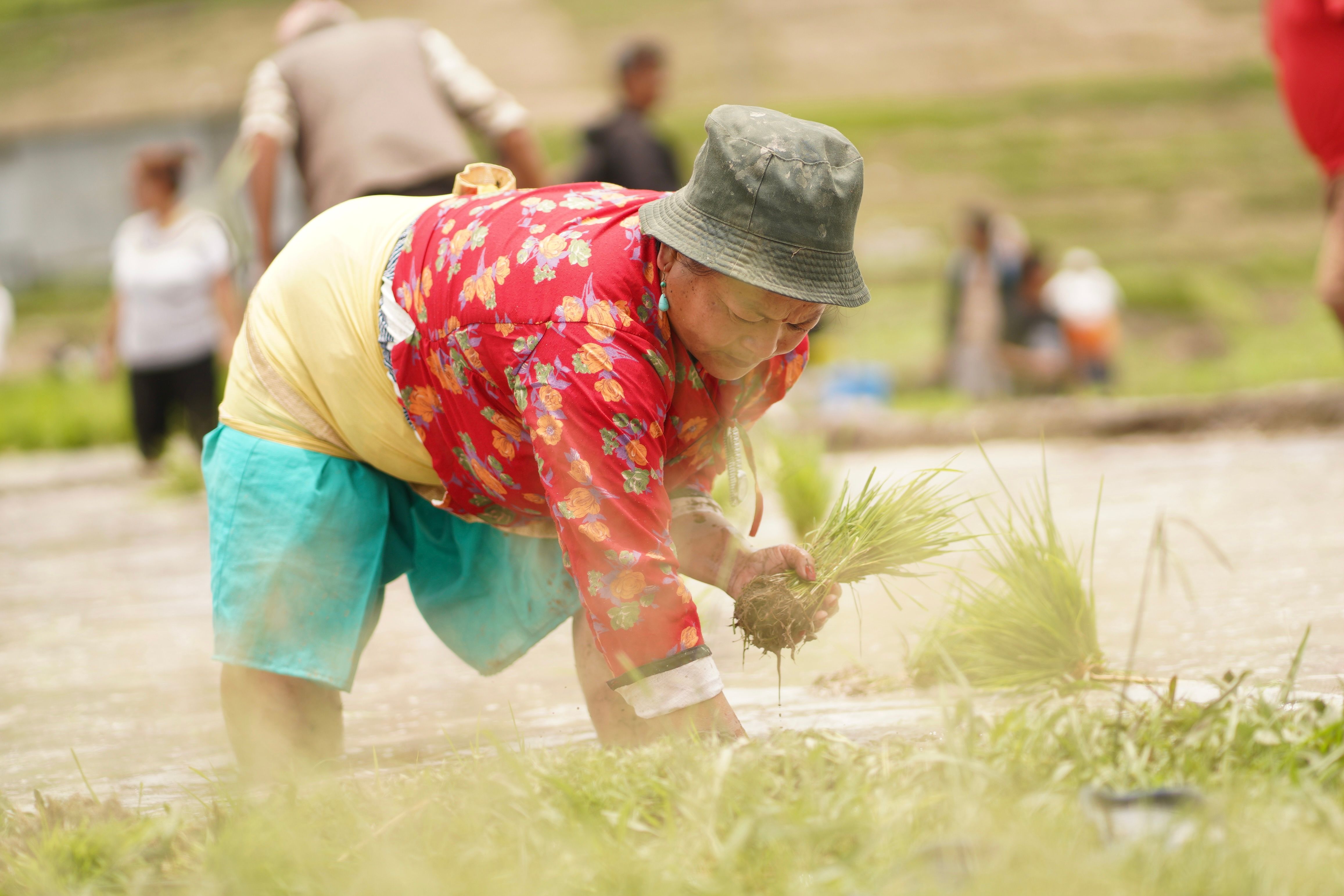 Community Rice Planting Event in Nepal