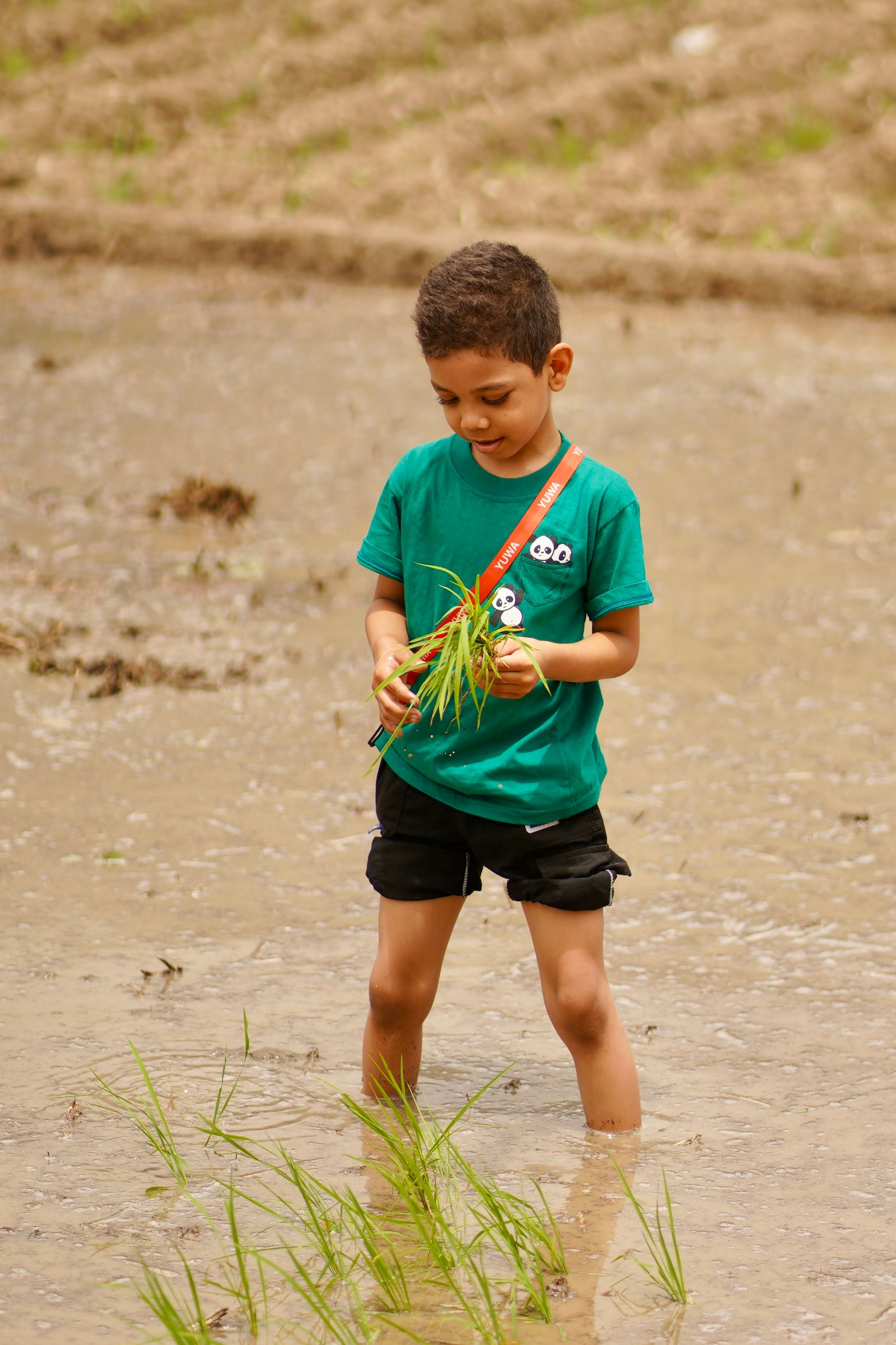 Child Planting Rice Seedlings in Muddy Field · Free Stock Photo