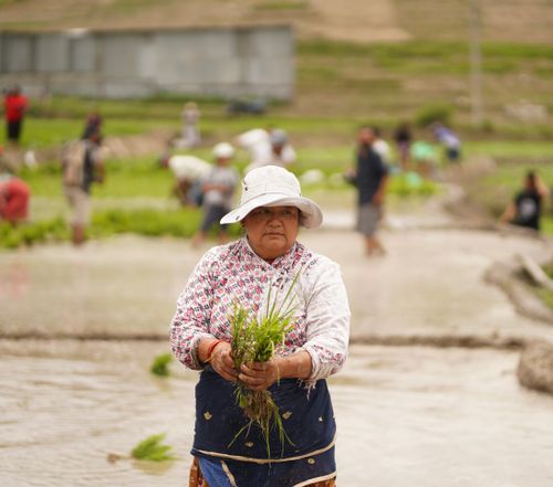 Free A woman participating in a community rice planting event in rural Nepal. Stock Photo
