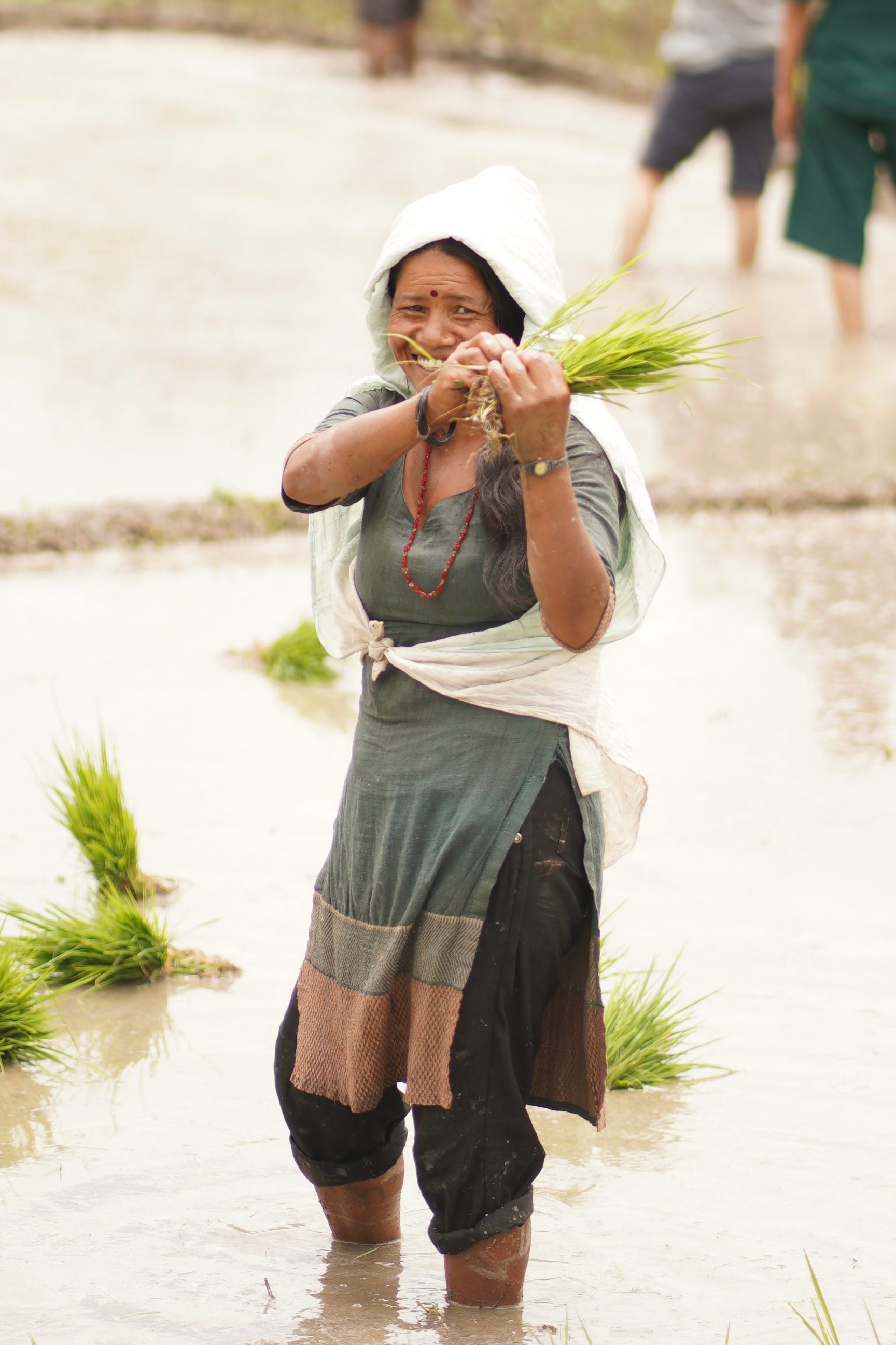 Woman Planting Rice in a Nepalese Field
