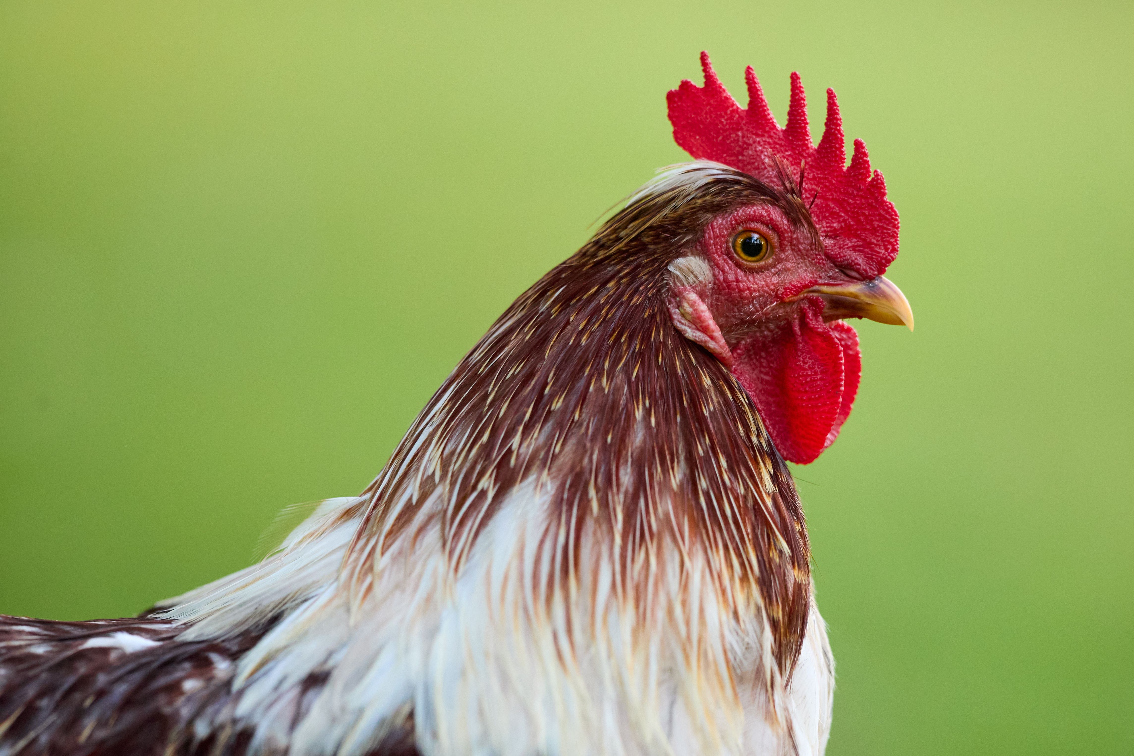 Close-up Portrait of a Rooster in Profile · Free Stock Photo