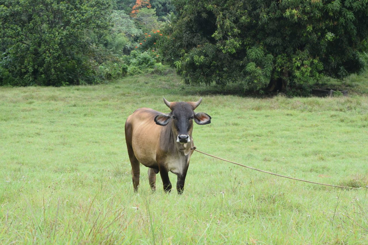 a lone brown cow standing in a grassy field surrounded by trees showca