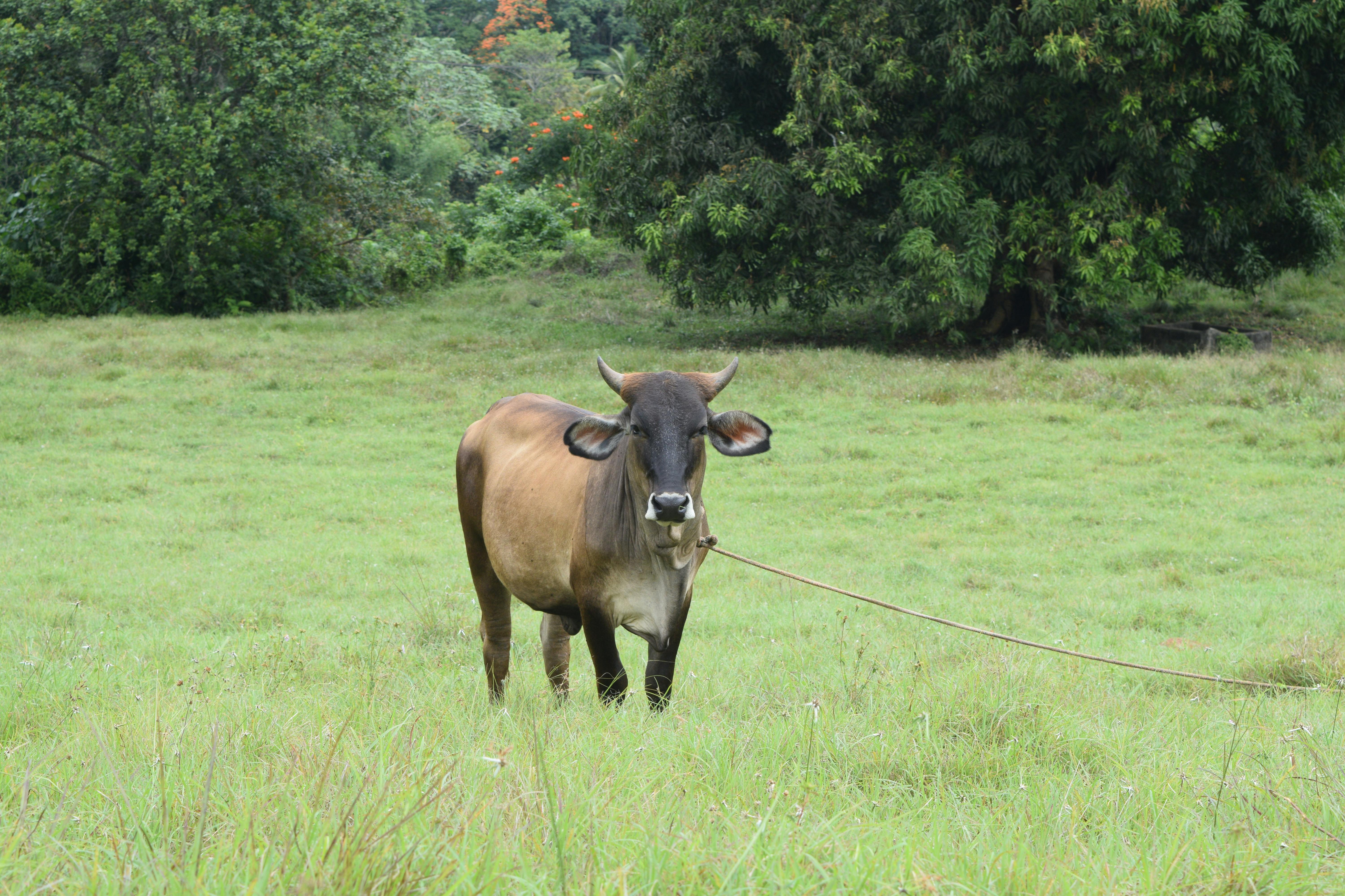 grátis Uma vaca marrom solitária em um campo gramado cercado por árvores, exibindo tranquilidade pastoral. Foto profissional
