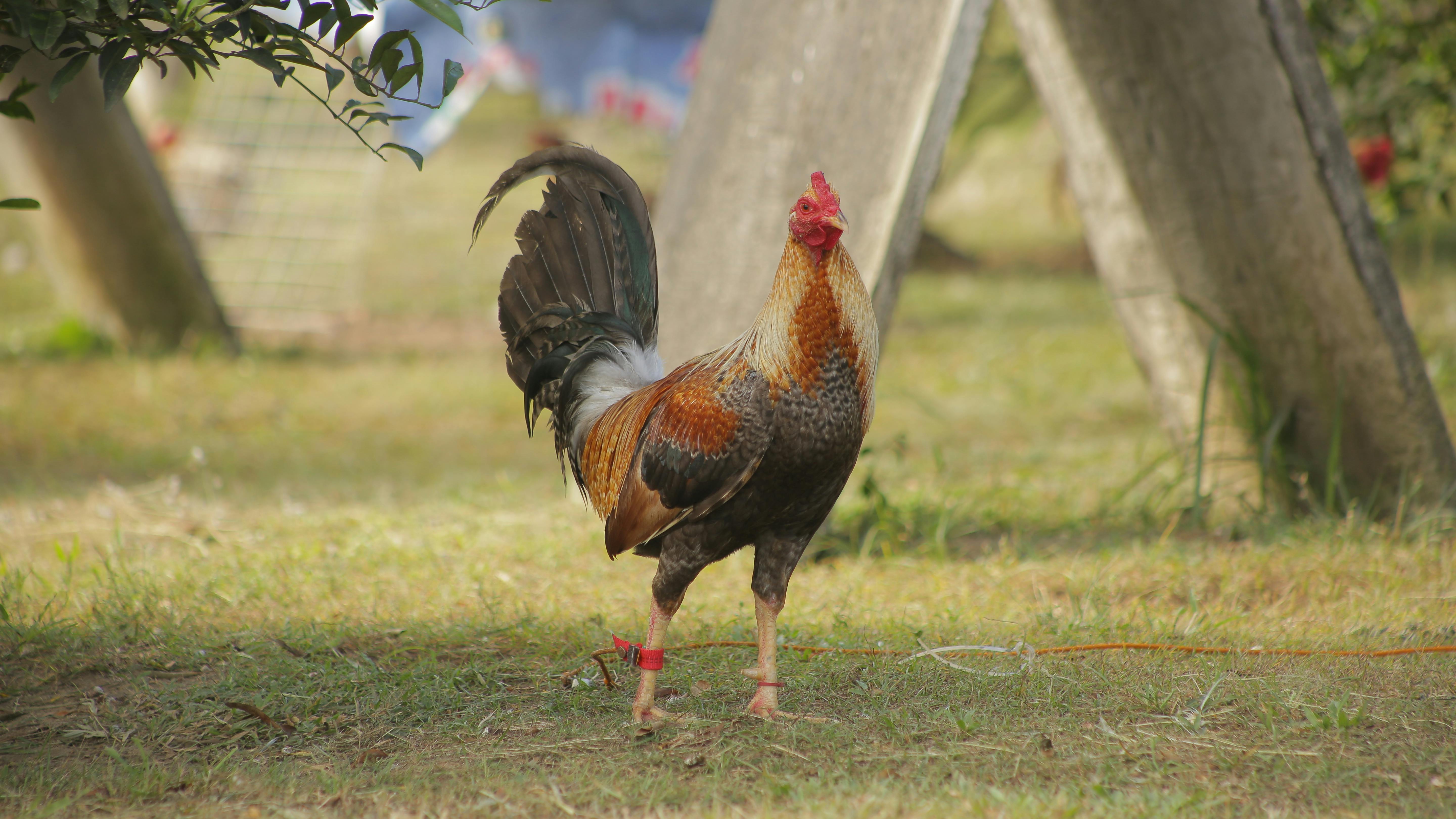 Pedestrian crossing street