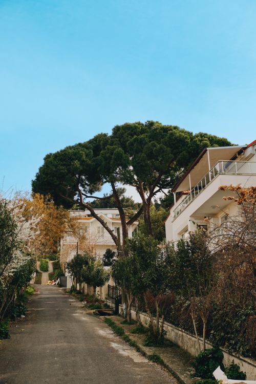 Free Peaceful residential street lined with lush trees and modern architecture under a clear blue sky. Stock Photo