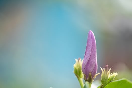 Vibrant close-up of a purple flower bud against a blurred natural background, highlighting delicate textures.