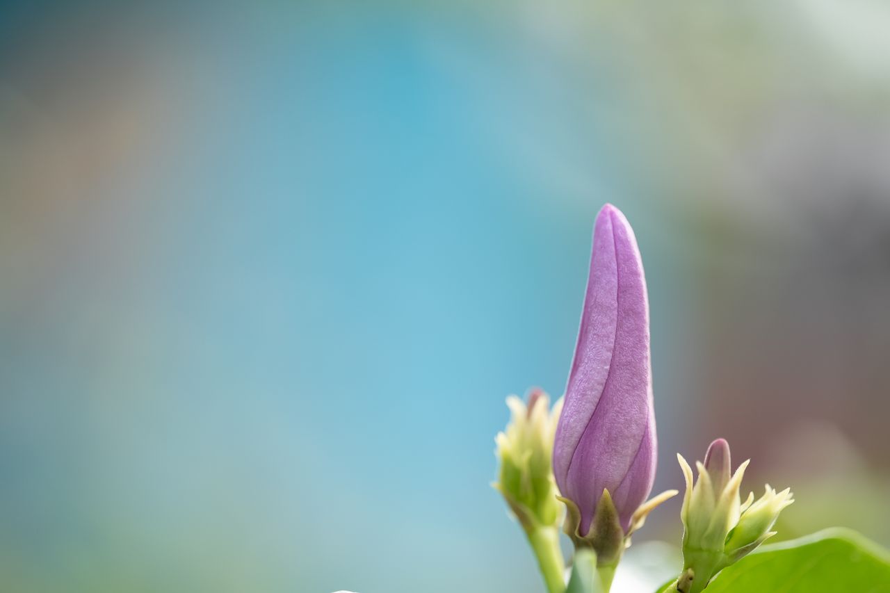 vibrant close up of a purple flower bud against a blurred natural back