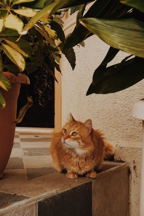 Free A fluffy ginger cat relaxes on stone steps surrounded by lush potted plants. Stock Photo