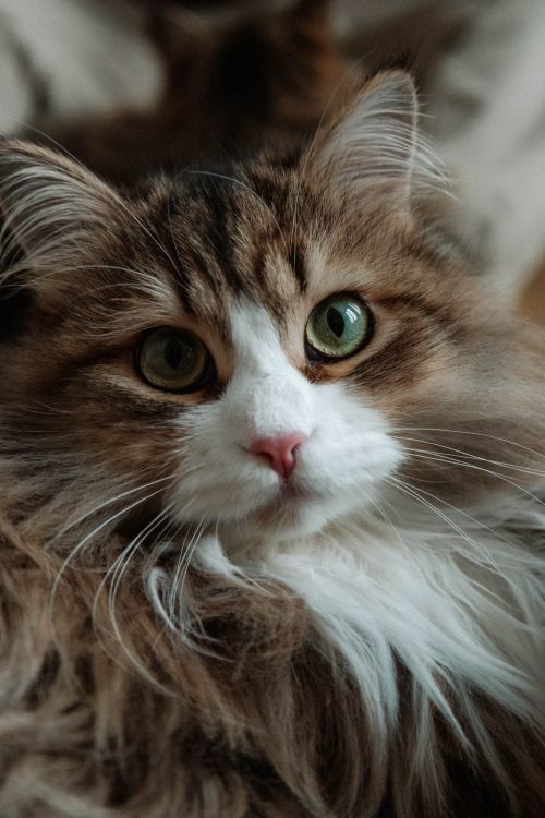 Free Close-up of a fluffy Siberian cat with striking green eyes, perfect for cat lovers. Stock Photo
