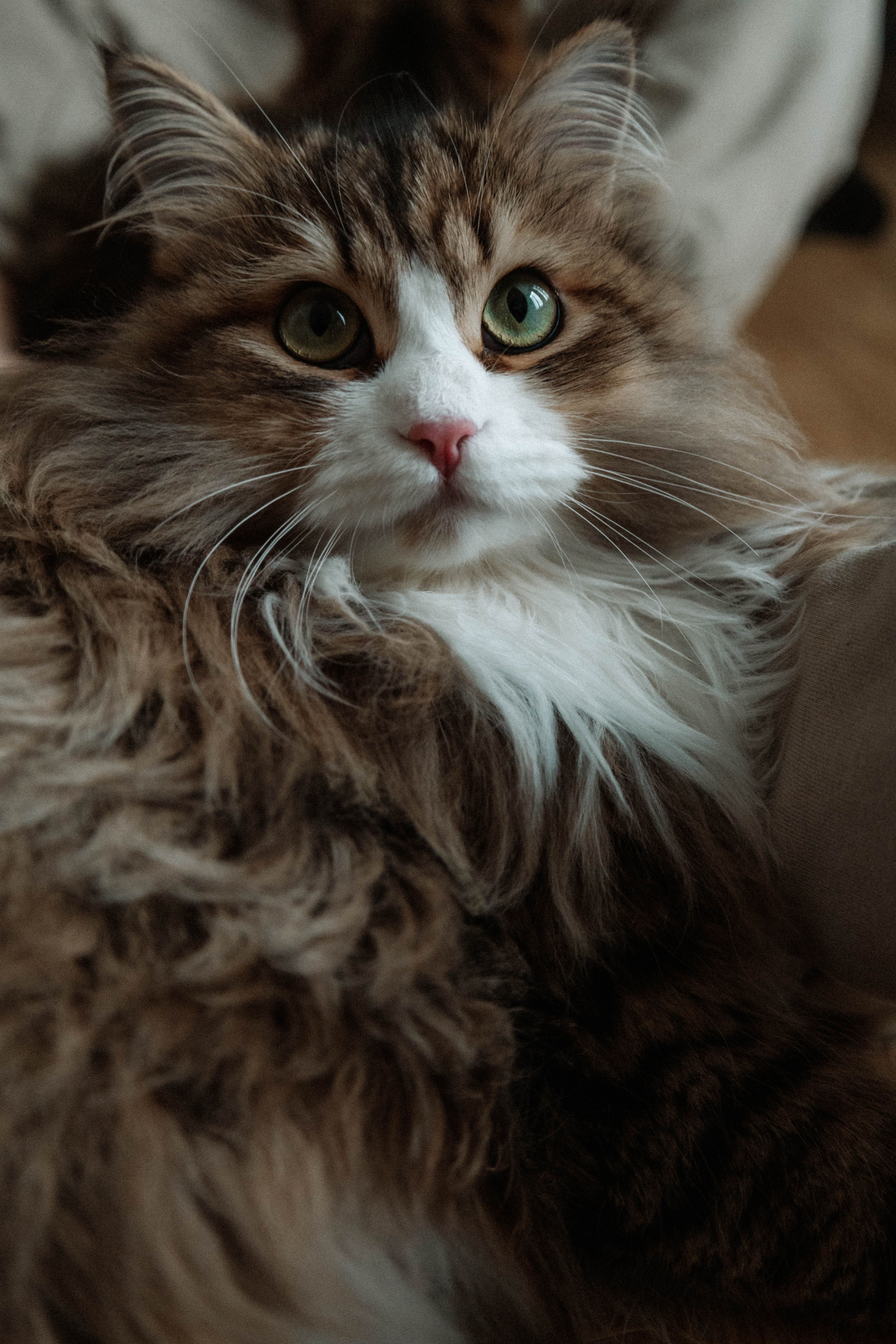 Siberian