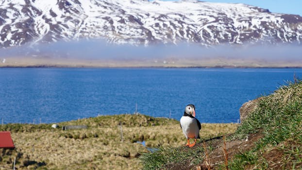 Atlantic puffin in Iceland with snowy mountain and blue ocean backdrop