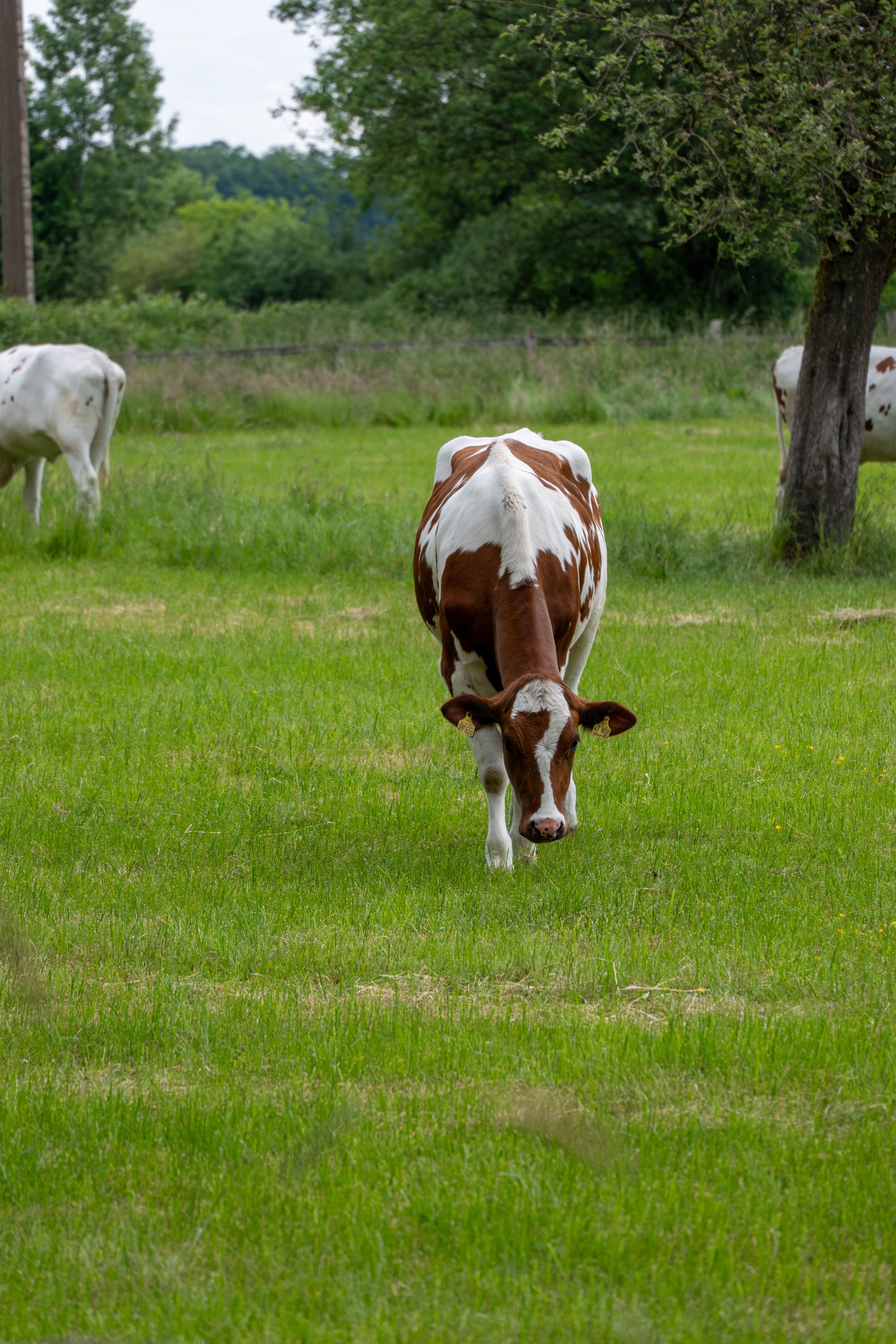 Grazing Cow in Lush Green Pasture · Free Stock Photo