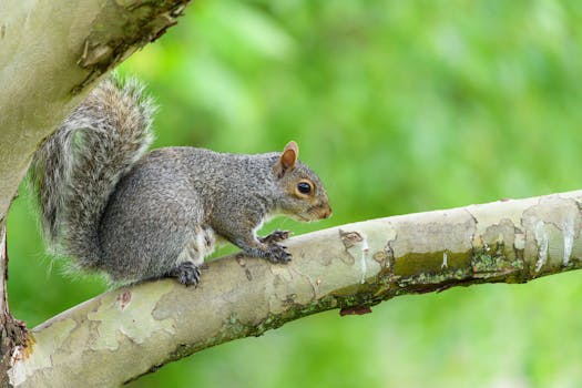 Gray squirrel resting on a tree branch with vibrant green foliage in the background.