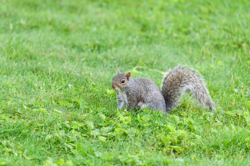 Free A gray squirrel is standing on lush green grass under daylight, showcasing its fluffy tail and alert posture. Stock Photo