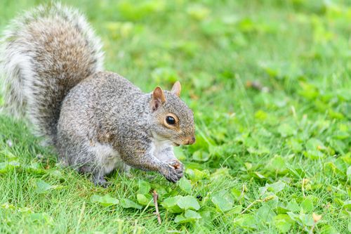 Free A gray squirrel holding a nut on a vibrant green lawn, showcasing natural wildlife in a park setting. Stock Photo