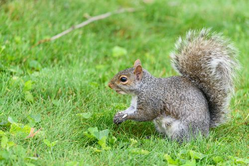 Free Eastern gray squirrel standing on vibrant green grass, capturing its curious nature. Stock Photo