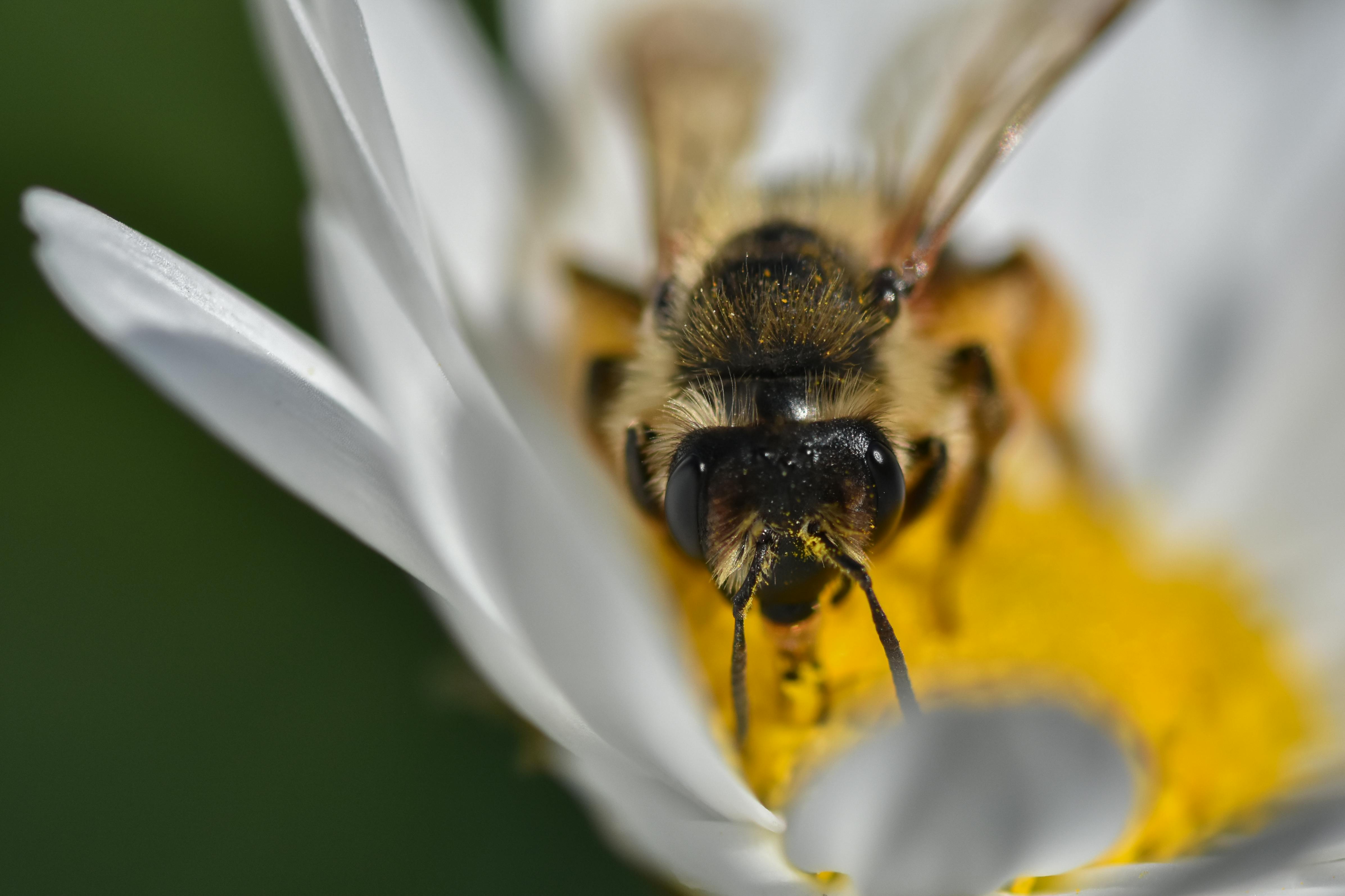 Ark Valley Civics Bee Competition to Send Three Local Students to State — Photo by Alexas Fotos on Pexels