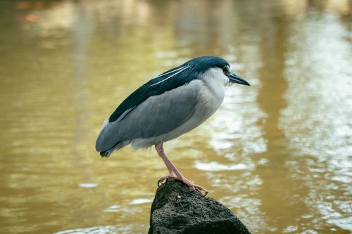 Free A black-crowned night heron stands gracefully on a rock near the water's edge. Stock Photo