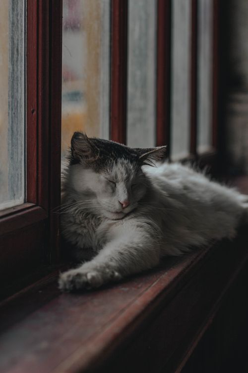 Free Serene cat napping on a windowsill in Istanbul, creating a warm and relaxed indoor atmosphere. Stock Photo