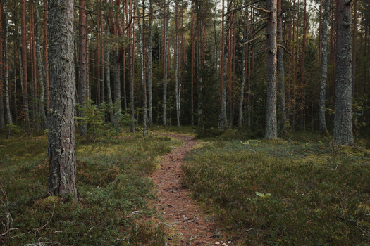 Explore a tranquil forest trail surrounded by majestic pine trees and lush greenery.
