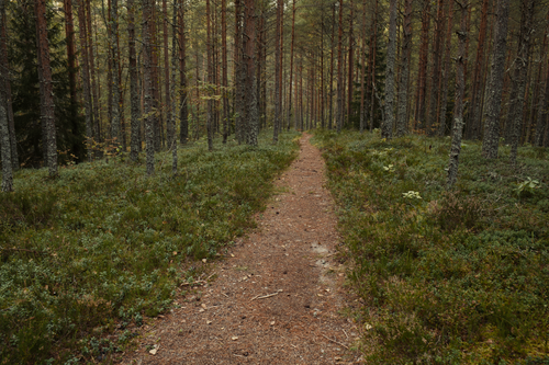 Free Explore a serene forest path surrounded by lush greenery and towering pine trees. Stock Photo