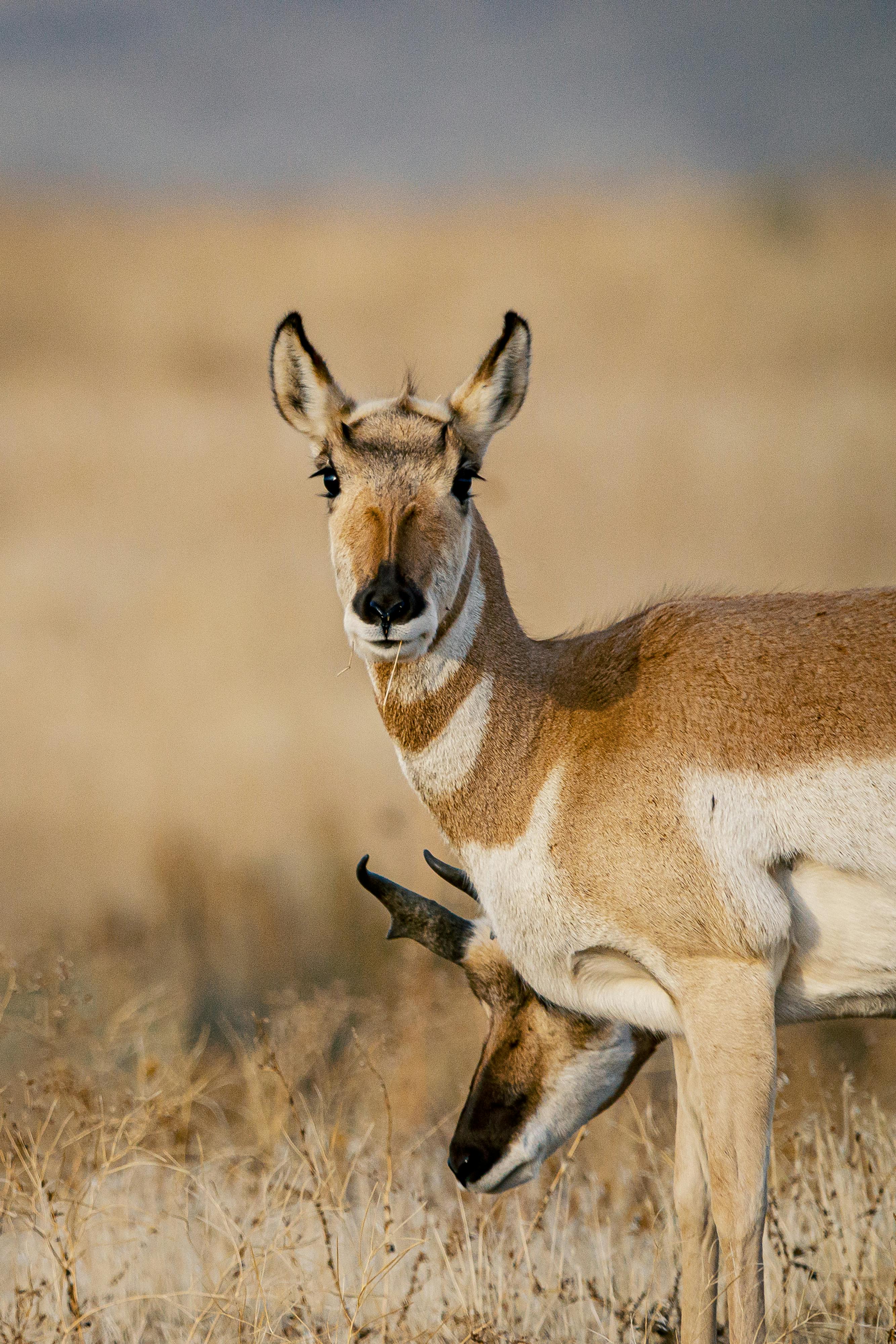 金色的田野中，一只叉角羚的特写镜头保持着警惕，展现了野生动物的美丽
