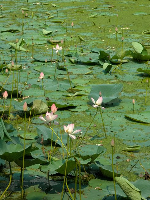 A tranquil pond filled with blooming lotus flowers and vibrant green leaves, creating a peaceful natural scene.