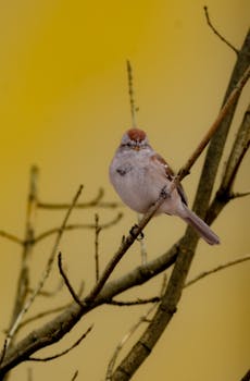 Image related to the Canada deportation of Punjab students following a hit and run incident.  Students face legal consequences.
