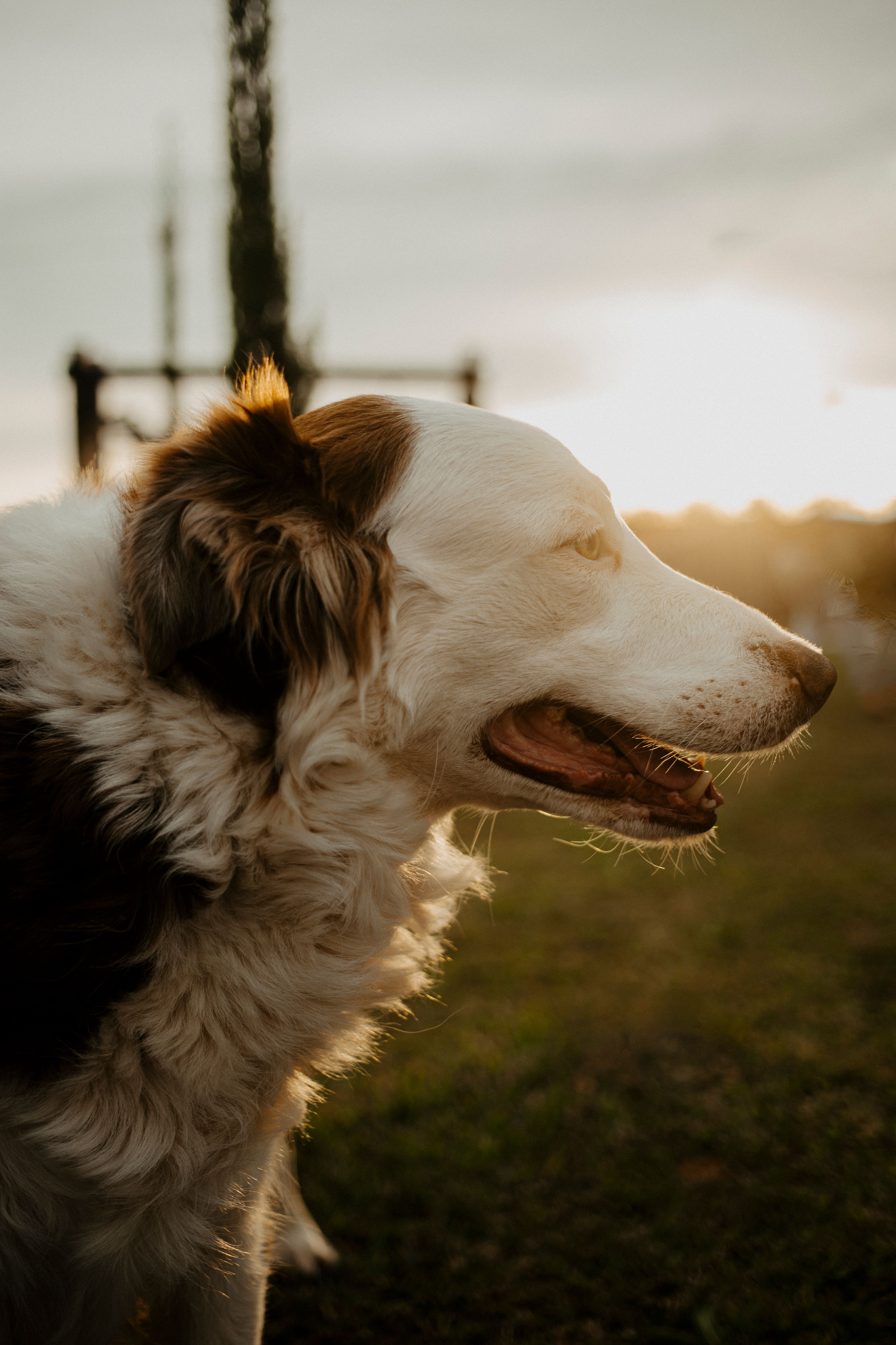 Dog Breed Photos, Download The BEST Free Dog Breed Stock Photos & HD Images