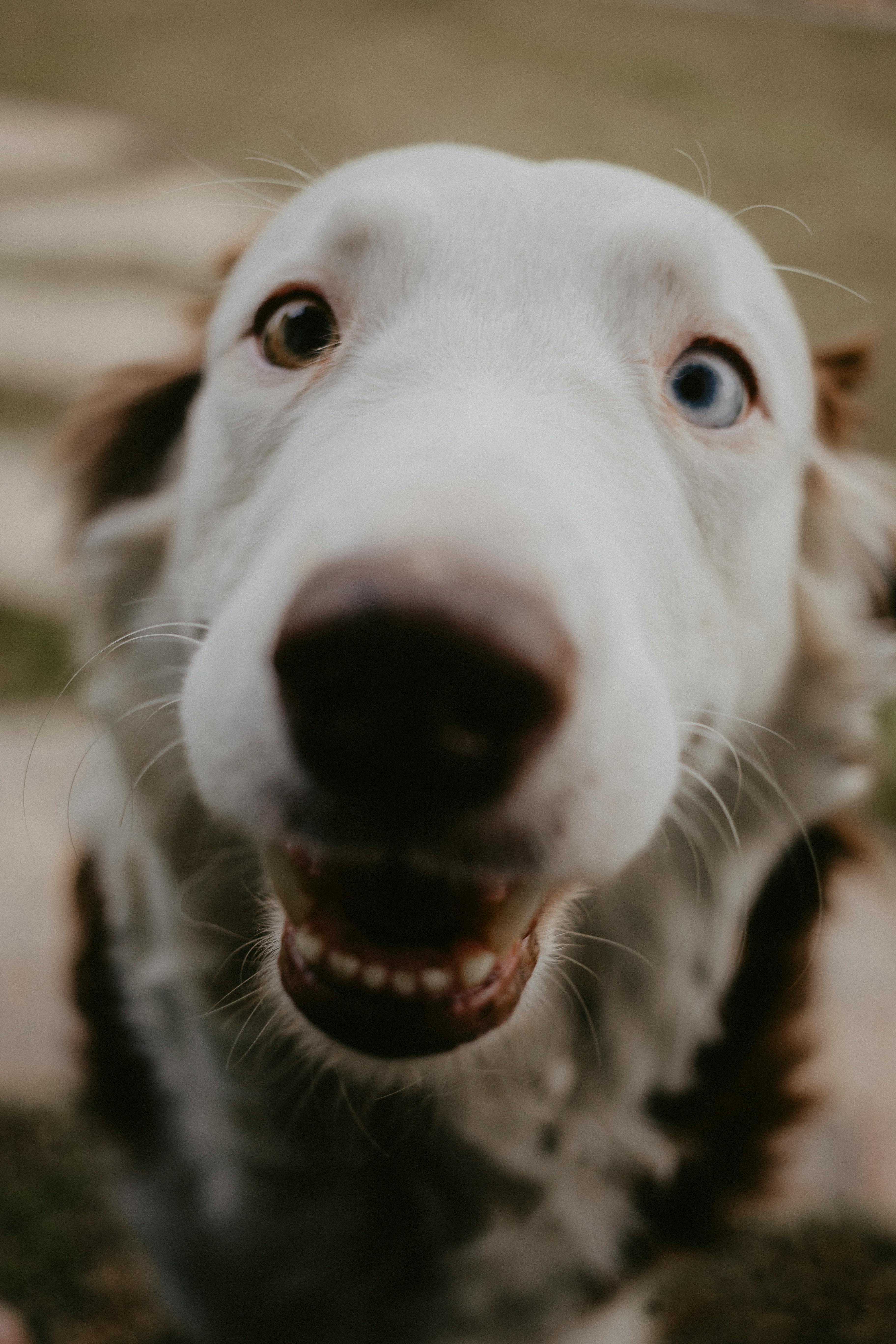 Why Do Dogs Have Wet Noses? Discover the Fascinating Reasons 10 Fun Facts About Dog Noses: The Unique Features of Our Furry Friends’ Snouts