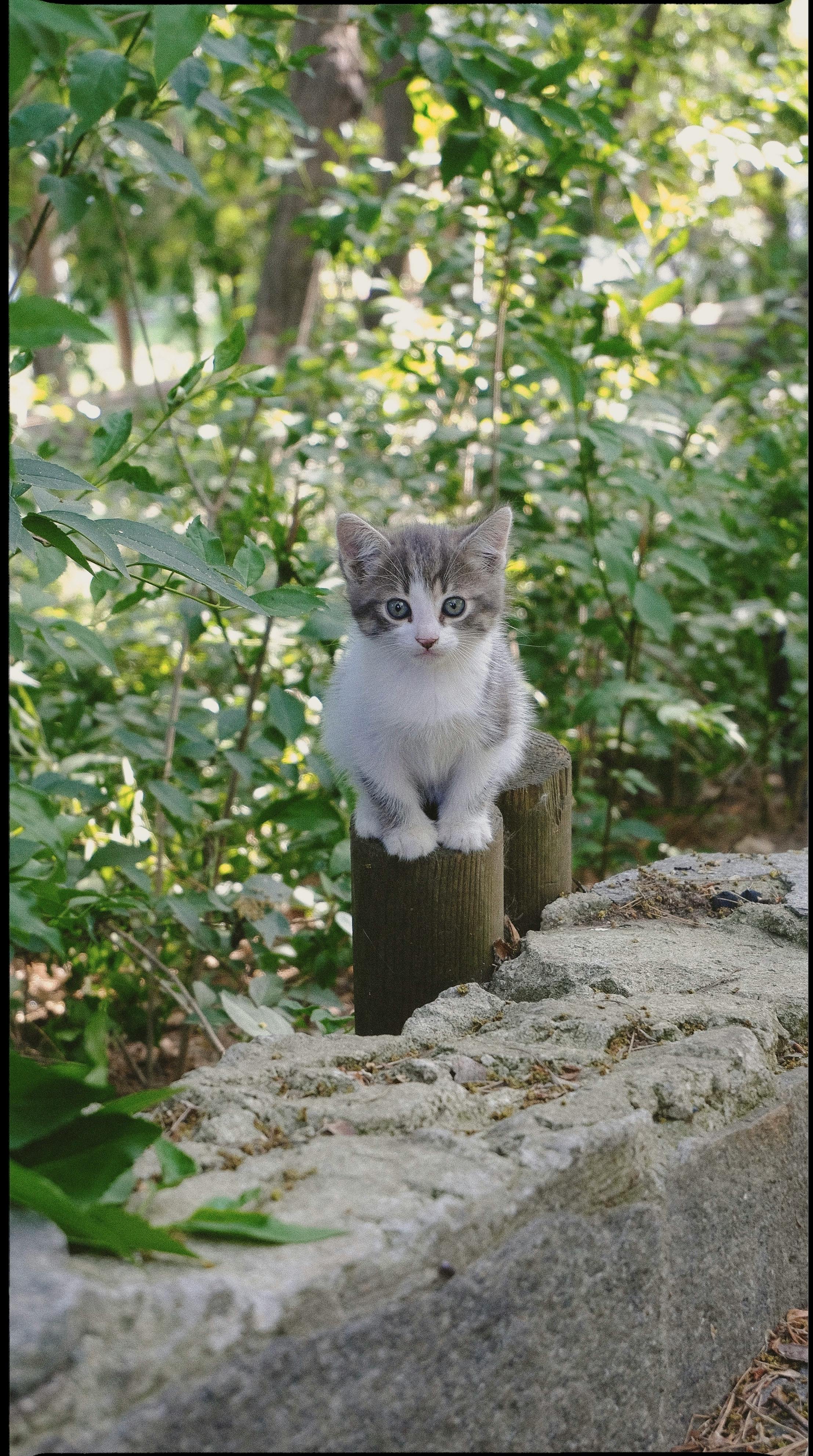 Cute gray and white kitten sitting on wooden stump surrounded by green foliage.