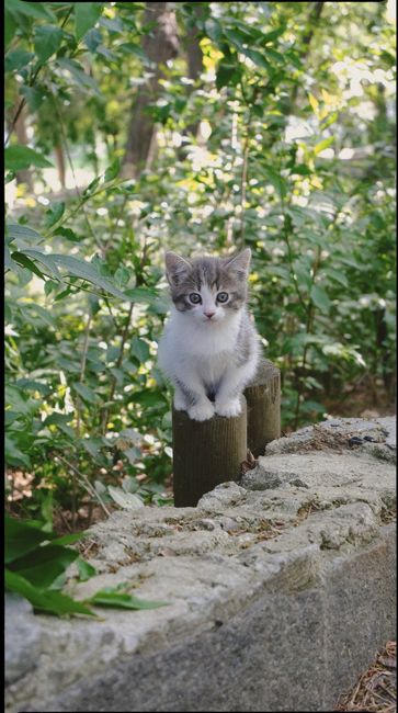 Cute gray and white kitten sitting on wooden stump surrounded by green foliage.