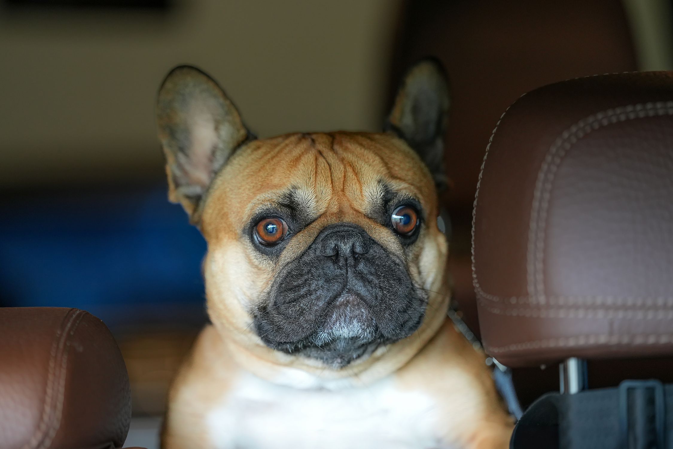 Charming French Bulldog looking out from inside a car in Darien, Connecticut.