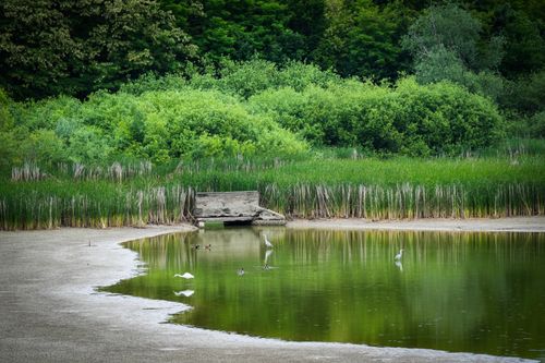 Free Tranquil pond scene with wading birds and lush surrounding vegetation creating a serene natural setting. Stock Photo