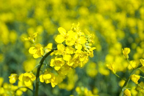 Free Vivid rapeseed field in Ostrov, Karlovarský kraj, captures the beauty of spring in Czech Republic. Stock Photo