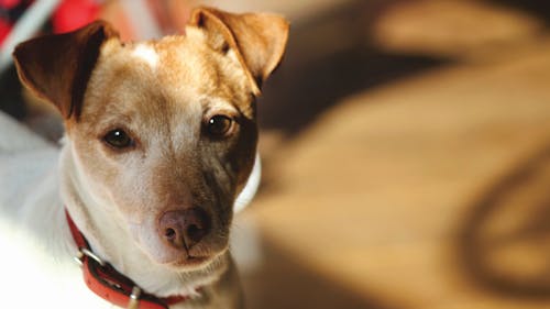 бесплатная Макро портрет собаки Стоковое фото