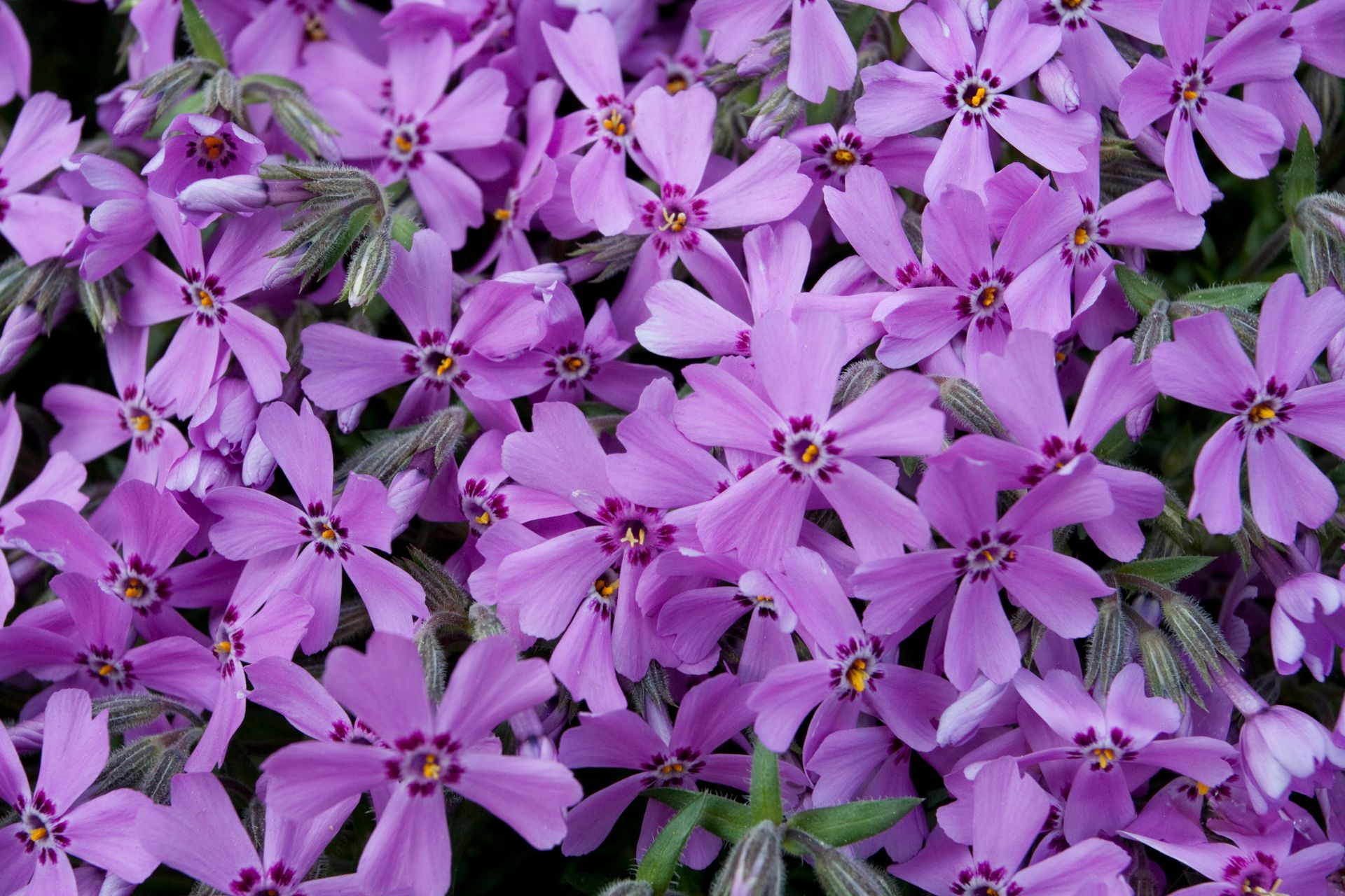 A lush cluster of vibrant purple Phlox flowers in full bloom, showcasing natural beauty.