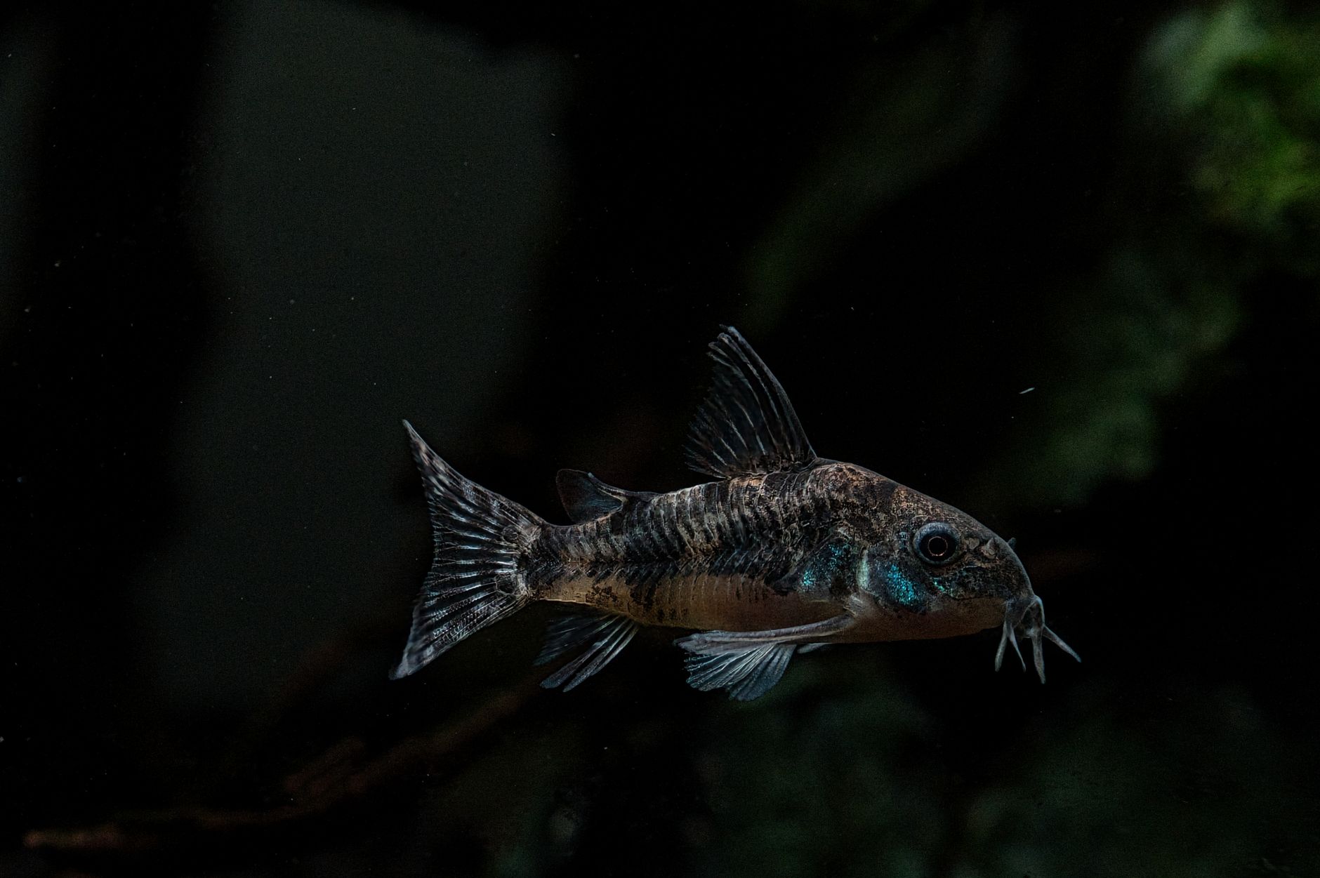 Six days of quarantine and the new corydoras still won't eat: troubleshooting acclimation stress