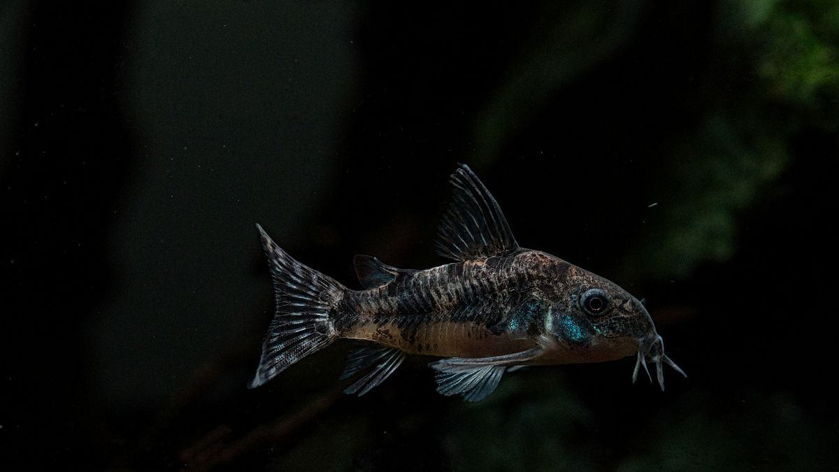 Cory Catfish Types: 7 Species With Updated Scientific Names