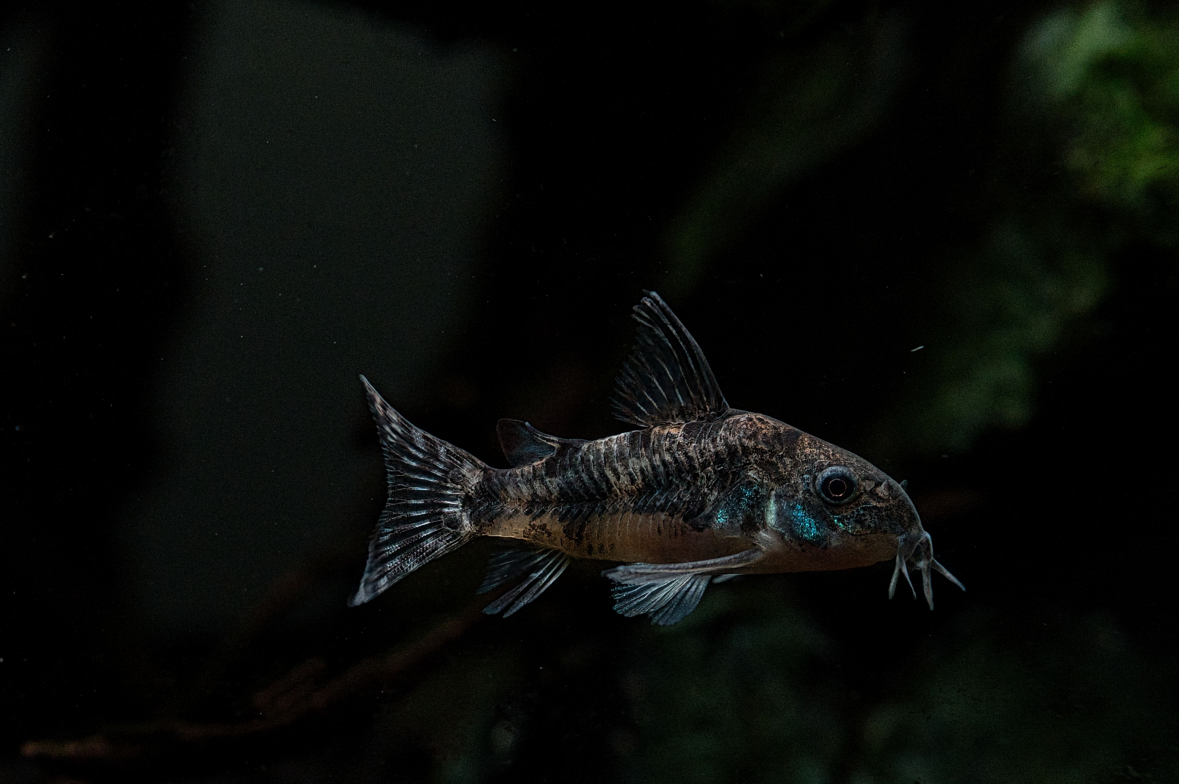 Taryn Elliot Fish Photos, Download The BEST Free Taryn Elliot Fish ...
