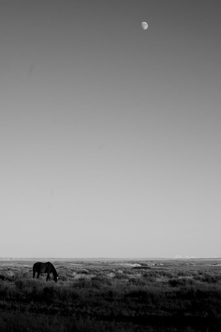 Horse In Pasture